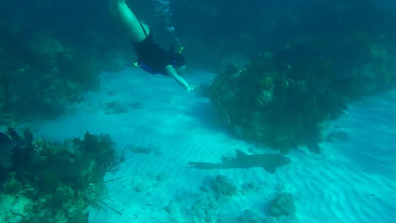 A student swims under water near a nurse shark