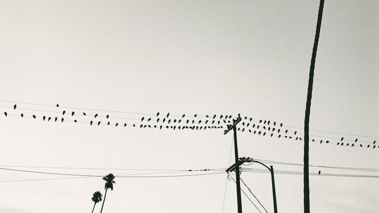 Black and White photo of birds on power lines
