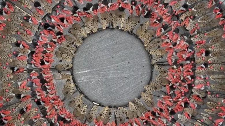 spotted lanternfly wings on a circular mount