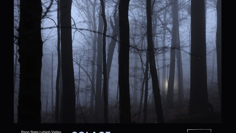 a forest of trees at night 