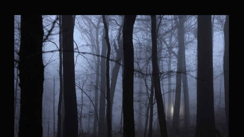 a forest of trees at night 