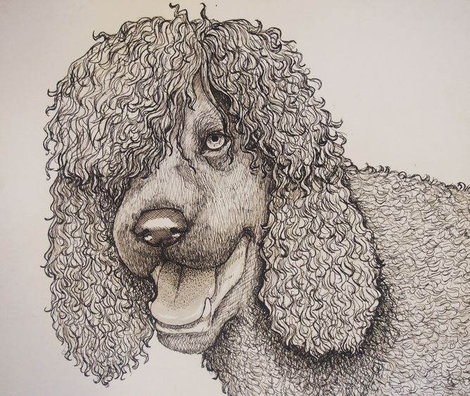 Drawing of a dog