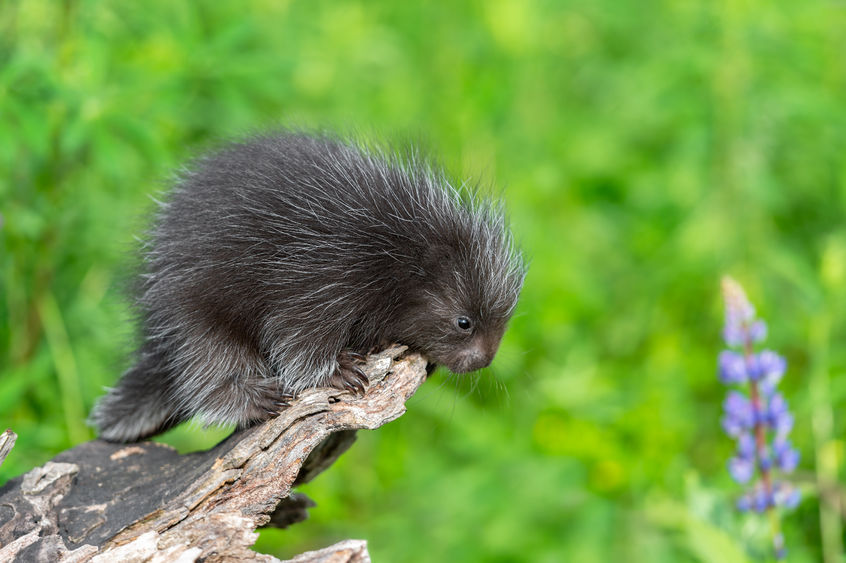 A porcupine