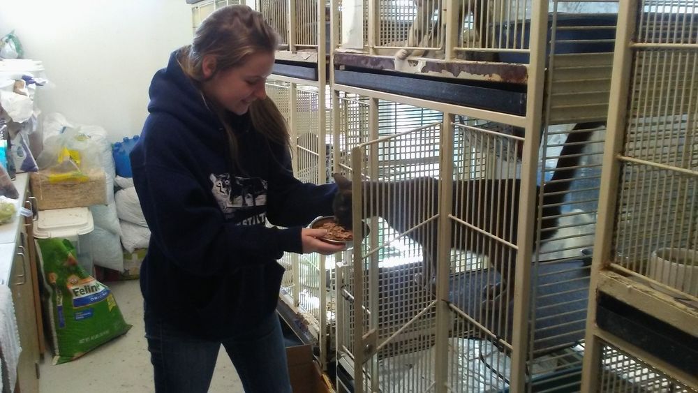 student feeding a cat student feeding a cat