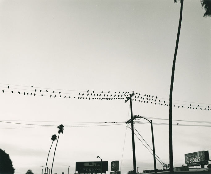 Black and White photo of birds on power lines