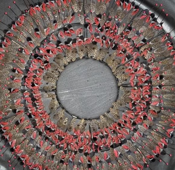 spotted lanternfly wings on a circular mount